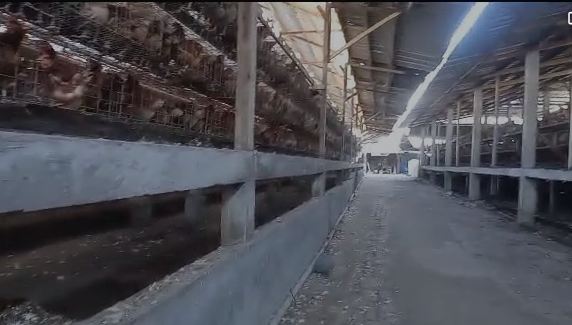 Cemari Lingkungan, Ratusan Warga Pacet Ngluruk Pengusaha Ayam Minta&nbsp;Ditutup